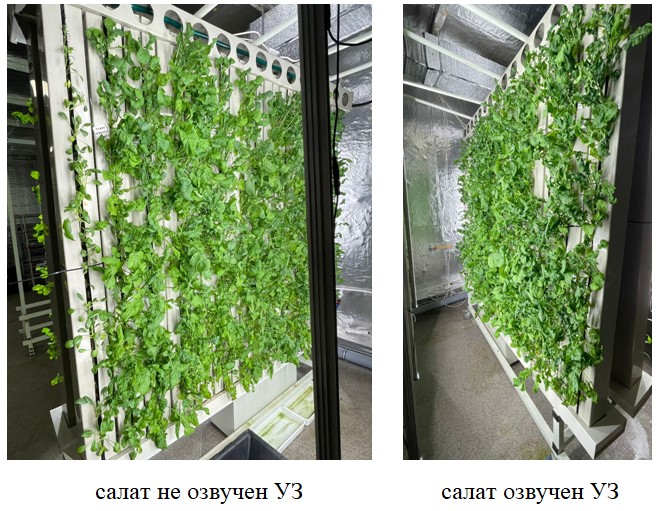 Технологии стимулирования роста зеленых растений с помощью ультразвука